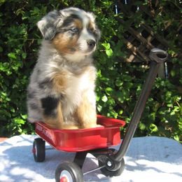 Australian Shepherd Puppies from Crystal Peak Australian Shepherds