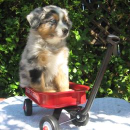 Australian Shepherd Puppies from Crystal Peak Australian Shepherds
