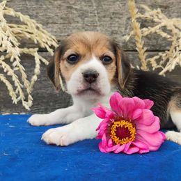 Flora - Black tan and white female Beagle puppy in Colville, Washington from Rosehaven Homestead