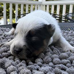 Girl 5 - Blue speckled female Australian Cattle Dog puppy in Amesbury, Massachusetts from Fox Hill Farm & K9