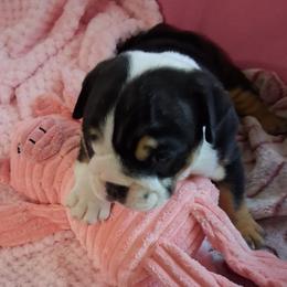 Patsy - Black tri-color female Bulldog puppy in Glendale, Arizona from Velvet's Bulldogs