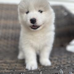 Samoyed Puppies from Marissa Wheeler