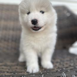 Samoyed Puppies from Marissa Wheeler
