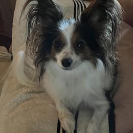 Robin - Papillon