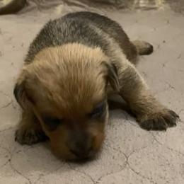 Kolache's Girl 2 - Red female Norfolk Terrier puppy in Bristol, Tennessee from Holston Hollow Farm