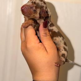 Margo - Dapple female Dachshund puppy in Conway, Missouri from Ozark Mountain Kennel