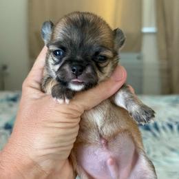 Fox - Fawn male Chihuahua puppy in Spring Hill, Florida from Stardom Chihuahuas & CKCS