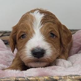 Peach Male - Apricot male Goldendoodle puppy in Great Falls, Montana from Montana Goldendoodles