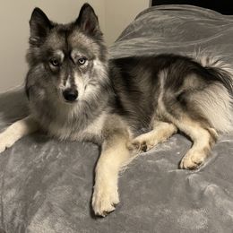 Siberian Huskies from Brooks Huskies