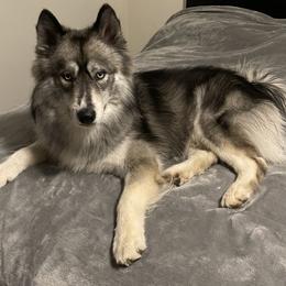 Siberian Huskies from Brooks Huskies