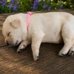 Light Pink Collar - Yellow female Labrador Retriever puppy in Archer Lodge, North Carolina from Archer Lodge Labradors