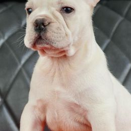 French Bulldogs from The Exotic Frenchie Lab