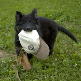 German Shepherd Puppies from Von Lindesfarne