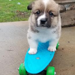 Pembroke Welsh Corgis from Howell Corgis