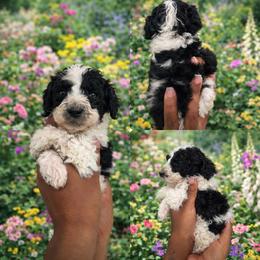 Owen - Brindle male Poodle puppy in Corona, California from Garden Of Poodles