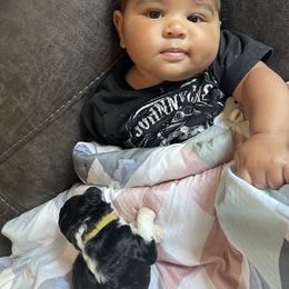 Double Doodle Puppies from Kirkham Doods