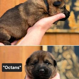 Boy 3 - Sable male German Shepherd puppy in Farmington, Maine from Pine State Shepherds
