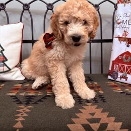 Sage collar girl - Yellow and white female Bernedoodle puppy in Hines, Oregon from Switch Canyon Doodles