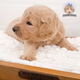Goldendoodle and Poodle Puppies from Poodlely