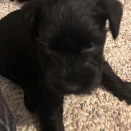 Miniature Schnauzer and Poodle Puppies from Bits & Bytes Farm