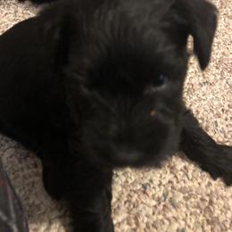Miniature Schnauzer and Poodle Puppies from Bits & Bytes Farm