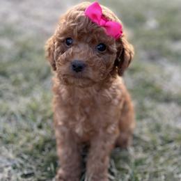Minnie - Red  female Goldendoodle puppy in Kansas City, Kansas from Bella & Ivy’s Mini Goldendoodles of KC