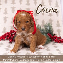 Cocoa - Purple Collar Girl - Red  female Goldendoodle puppy in Meadville, Pennsylvania from Doodle Paws Pups