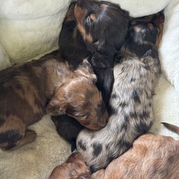 Dachshund Puppies from Pine Grove Doxies