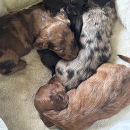Dachshund Puppies from Pine Grove Doxies