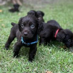 Boykin Spaniel Puppies from Price & Co.