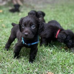 Boykin Spaniel Puppies from Price & Co.