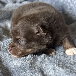 Cooper - Chocolate male Pomsky puppy in Oak Forest, Illinois from Illinois Poms