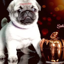 Pug Puppies from Companion Pups