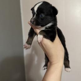 Leo - Black tri male Toy Australian Shepherd puppy in Mount Airy, Georgia from North Georgia Gems
