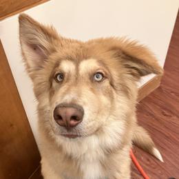 Native American Indian Dog Puppies from Seven Sisters Canids