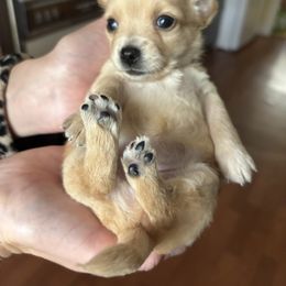 Chihuahua Puppies from Van Ausdoll Kennels