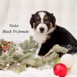 Violet - Black tri female Miniature Australian Shepherd puppy in Mechanicsburg, Pennsylvania from TJ's Aussies