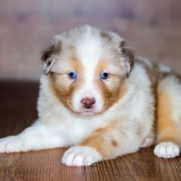 Turkey - Red merle male Australian Shepherd puppy in Belton, Texas from Brilliant Beautiful Australian Shepherds