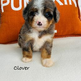 Clover - Tri-color female Bernedoodle puppy in Auburn, Indiana from Martin’s Doodles