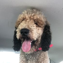 SABLE - Poodle