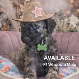 Ollie - Wheaten male Whoodle puppy in Knoxville, Tennessee from Fleury Farm Doodles TN