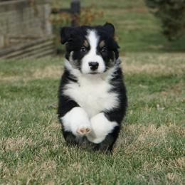 Domino - Black tri-color female Australian Shepherd puppy in Holmesville, Ohio from Coffee Run Spring at Miller Farms