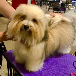 Rafi - Havanese