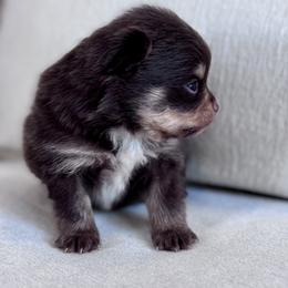 Jr. - Chocolate parti male Pomeranian puppy in Canandaigua, New York from Fingerlakes Pomeranians