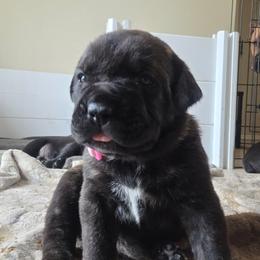 Pink Collar - Black brindle female Cane Corso puppy in San Antonio, Texas from Sweet Cane Corsos