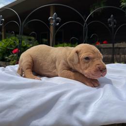 Light purple collar - Merle female Great Dane puppy in Corsica, Pennsylvania from Ferguson Family Danes LLC