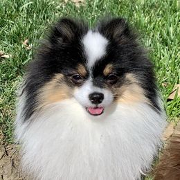 Ollie - Pomeranian