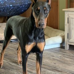 Riley - Doberman Pinscher