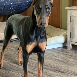 Riley - Doberman Pinscher