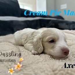 Axel - Cream male Dachshund puppy in Kissimmee, Florida from Dazzling Frenchies and Doxies